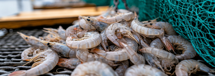 Shrimp catch - fishing