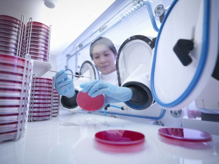 Clinical Microbiology of Anaerobes – Course Success