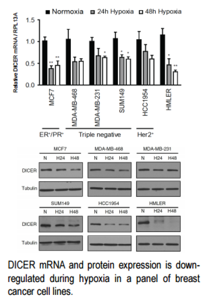 Are your cells holding their breath?