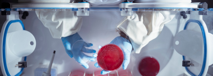 Microbiologist inside anaerobic cabinet checking bacteria growth on petri dish