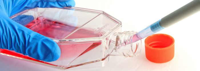 Cell Culture in Flask