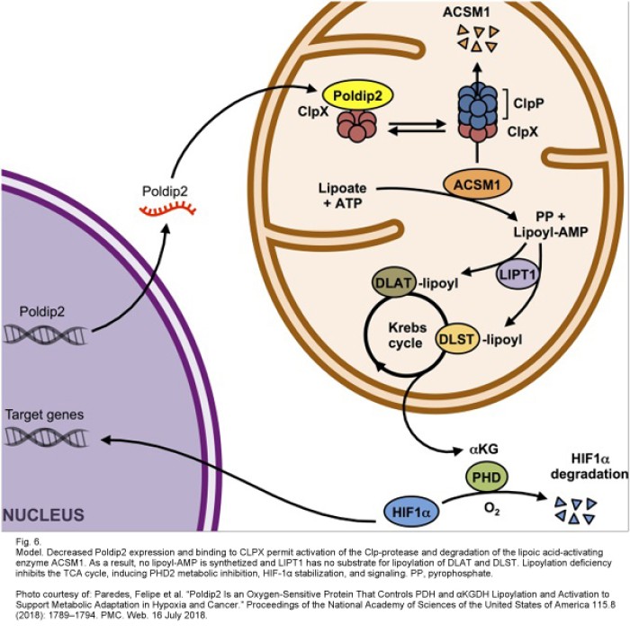 Highlighting Hypoxia: Hypoxystation User Publications in Tumour Metabolism