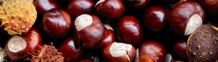 Chestnuts Roasting, Fungi Boasting: Natamycin's Festive Battle