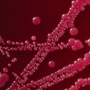 Advances in Clostridioides difficile Diagnosis and Surveillance in Clinical Microbiology