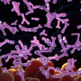 The Missing Microbes: Why Probiotics Need Global Diversity