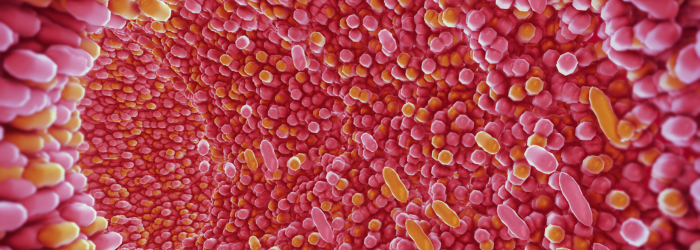 Gut bacteria